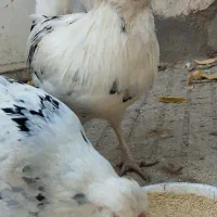 تخم مرغ نطفه دار گلین|حیوانات مزرعه|تویسرکان, |دیوار