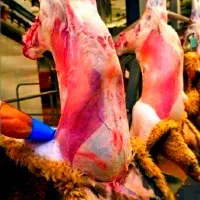 فقط بمدّت3روز*گوسفند'زنده'نصف قیمت کل اُستان