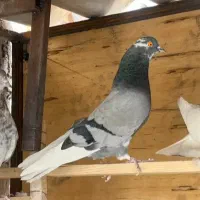 سبز دست و دم مهر سفید جهت خ ر ی د