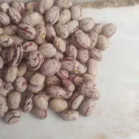 فروش 3تن لوبیا|عمدهفروشی|لردگان, |دیوار