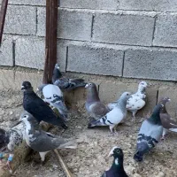 کفتر هوای|پرنده|شیراز, شهرک صدا و سیما|دیوار