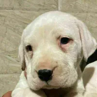 سگ دوگو آرژانتینی با کیفیت عالی