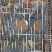 مرغ عشق|پرنده|نیشابور, محله میدان باغات|دیوار