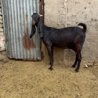 بز پاکستانی آبستن و جوان