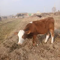 گوساله نر وماده|حیوانات مزرعه|نوشین شهر, |دیوار