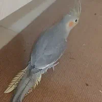 ۴ تا عروس هلندی|پرنده|کرج, شهرک سهرابیه|دیوار