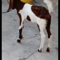 کهره پاکستانی بز