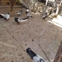 کبوتر سینه سیاه