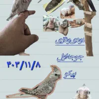 عروس هلندی جفت|پرنده|قم, پردیسان|دیوار