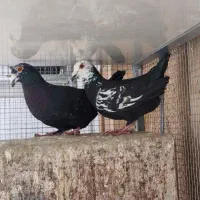 چند جفت کبوتر