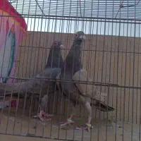 نوک گنده زد خوردی