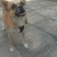 سگ گم شدع|سگ|کهنوج, |دیوار