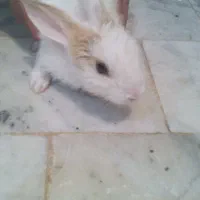 خرگوش دستی|موش و خرگوش|شاهینشهر, گرگاب|دیوار