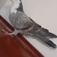 کفتر ریش|پرنده|کرباسک, |دیوار