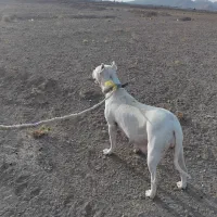 سگ دوگو آرژانتینی درشت