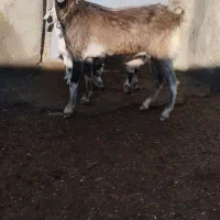 فروش بز با دوتا بزغاله|حیوانات مزرعه|اردبیل, |دیوار