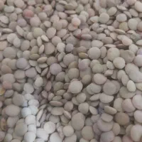 عدسی بوجاری شده