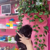 سگ شیتزو مشکی خاص|سگ|محمودآباد, |دیوار