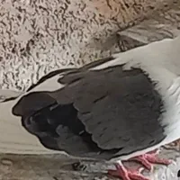 کبوتر دوکت سبز تهرونی نر