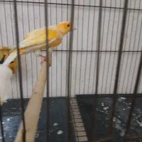 دو تا پرنده خونگی نر بخون سهره دو ماه قفس|پرنده|اسکو, |دیوار