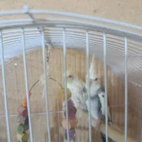 عروص هلندی|پرنده|کرمان, |دیوار