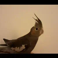 عروس هلندی گمشده در منطقه شیان