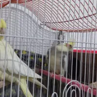 یک جفت عروس هلندی مست و آماده به همراه قفس و وسایل|پرنده|قائن, |دیوار