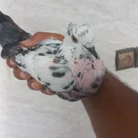 کبوتر سوسکی