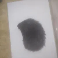 همستر زیبا
