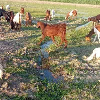 16 راس گوسفند پاکستانی..|حیوانات مزرعه|جیرفت, |دیوار