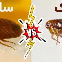 تخصص ما ریشه کنی حشرات موذیست، با مجوز رسمی