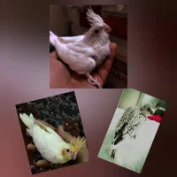 جوجه سرلاکی ..parottland