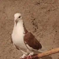 پرشی