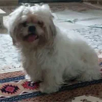 سگ شیتزو به علت جا به جایی