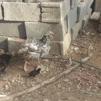 مرغ با جوجه