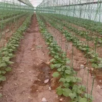 انجام خدمات گلخانه ،کاشت تا برداشت، نخ بندی سرپیچ|خدمات باغبانی و درختکاری|جیرفت, |دیوار