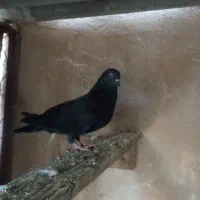 تعدادی کبوتر