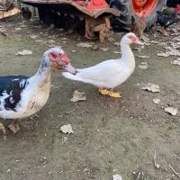 اردک اسرائیلی