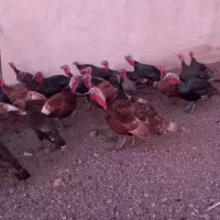 فروش بوقلمو (بوق)|حیوانات مزرعه|بیستون, |دیوار