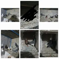 کفتر تهرانی و پرشی