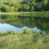 اجاره روزانه ویلا در دل طبیعت از امشب خالی|اجارهٔ کوتاه‌مدت ویلا و باغ|ماسال, |دیوار