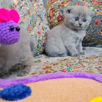 اسکاتیش بریتیش طوسی بلو سیلور