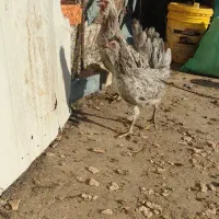 مرغ و خروس طوسی و سوزنی