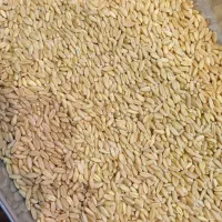 گندم دیم 52 (خانی مصلی)