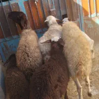 گوسفند. میش و بره. دوتا میش. یه بزغاله