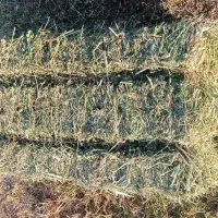 خرید و فروش یونجه و کاه|خدمات باغبانی و درختکاری|میانه, |دیوار