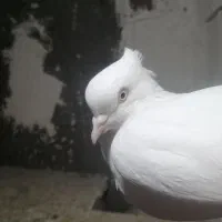 سفید اراکی|پرنده|شیراز, گویم|دیوار