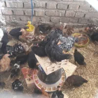 جوجه ۵۰ روزه
