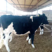 تلیسه آبستن