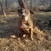 پیتبول|سگ|کرج, فاز ۲ مهرشهر|دیوار